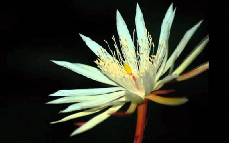 Hoa Kadapul được mệnh danh là “nữ hoàng” của các loài hoa vì vẫn chưa ai có thể định giá được nó. Chưa có nhà vườn nào có thể trồng được giống hoa độc đáo này (thường nở vào ban đêm và tàn lụi ngay sáng sớm hôm sau). 
