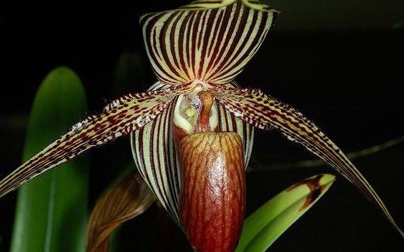 Hoa Gold of Kinabalu Orchid chỉ có ở Vườn quốc gia Kanabalu tại Malaysia. 15 năm mới nở một lần vào khoảng giữa tháng tư và tháng năm nên giá của chúng lên tới 6.000 USD/cây (khoảng 136 triệu đồng). 
