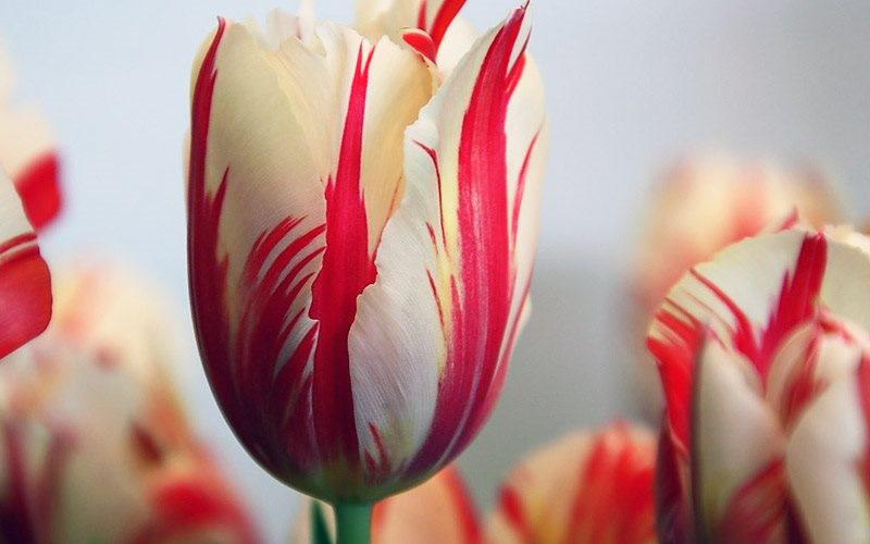 Hiện nay có khá nhiều loại hoa Tulip nhưng để sở hữu những bó hoa “thuần” có nguồn gốc từ thế kỷ 17 thì rất khó. Giá bán của nó khoảng 5.700 USD/bó. 
