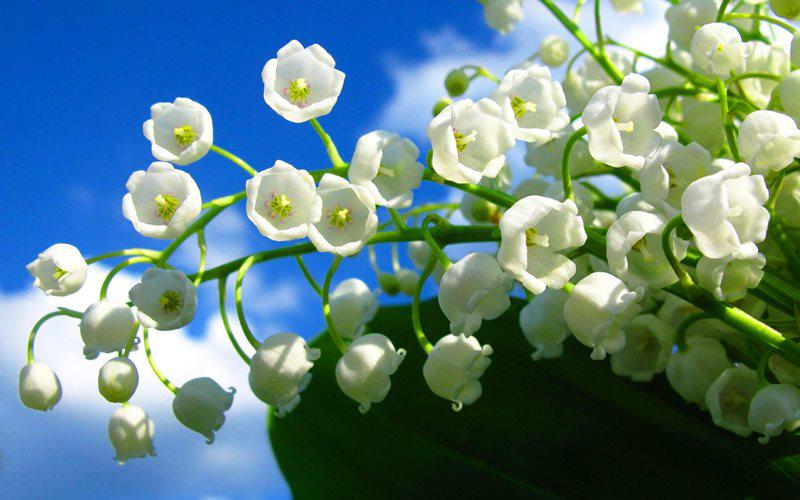 Những bông hoa trắng muốt có hình dáng như chiếc chuông nhỏ này có giá thấp nhất là khoảng 143 USD/bó (~3,2 triệu đồng). Linh lan vốn là một loại hoa rừng, thường xuất hiện ở các khu vực ôn đới có khí hậu mát mẻ.
