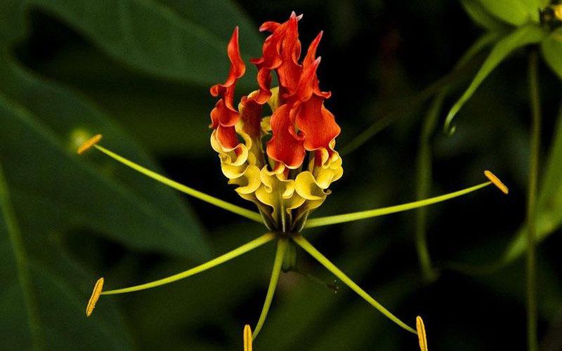 Gloriosa là loài hoa đắt thứ 8 trên thế giới vì nó chỉ mọc tự nhiên ở Nam Phi và châu Á. Loài hoa này còn có tên gọi khác là “Lily lửa” bởi sắc đỏ rực rỡ, từng cánh uốn cong, màu hoa thay đổi từ nhụy tới đầu cánh chẳng khác gì những ngọn lửa đang bùng cháy.
