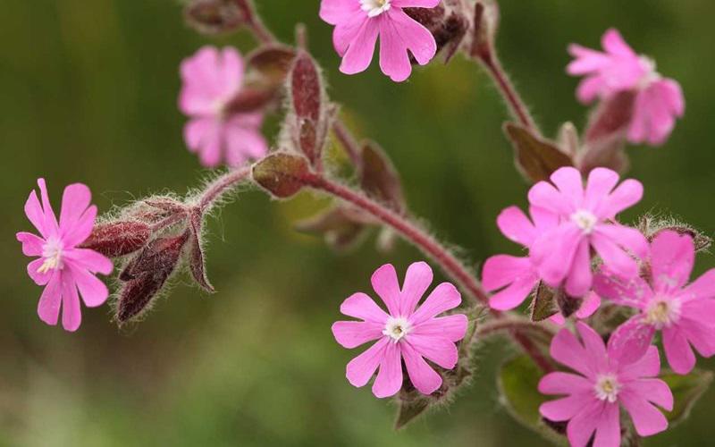 Hoa Campion (còn được gọi là silene tomentosa) chỉ có thể tìm thấy ở đảo Gibraltar thuộc lãnh thổ nước Anh. Loài hoa này có hương thơm dịu nhẹ, chỉ nở hoa vào ban đêm, và có một vòng đời ngắn ngủi. 
