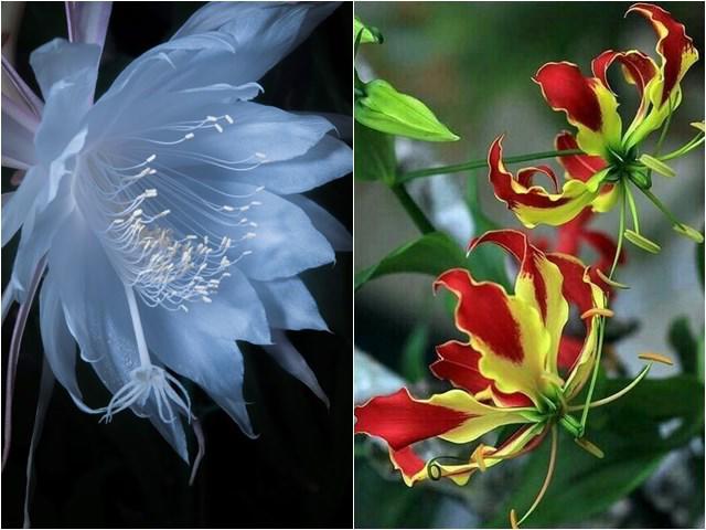 Những loài hoa lạ ngốn tiền giới tỷ phú, loại thứ 7 xuất hiện trong đám cưới Song Hye-kyo
