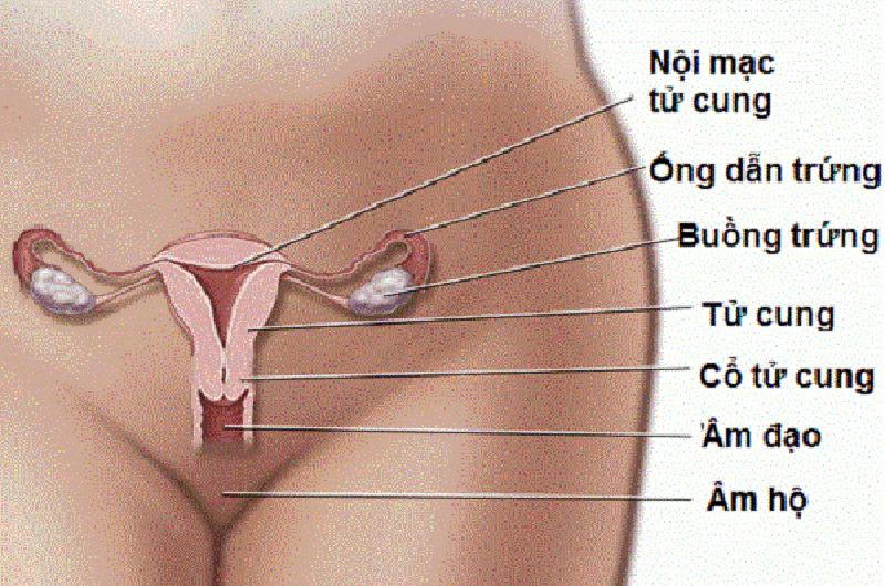 Hệ thống tiết niệu của người phụ nữ gần với bộ phận sinh dục hơn và các cơ quan như tử cung và buồng trứng có liên quan chặt chẽ hơn với âm đạo.
