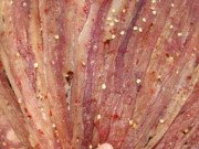 Ngon-bổ-rẻ - Món dân dã miền Tây, giá lên đến hơn nửa triệu/kg vẫn có người mua ầm ầm