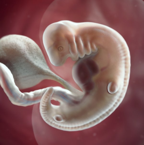 Dấu hiệu thai chết lưu 8 tuần, nguyên nhân và cách xử lý an toàn nhất - 3