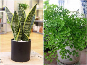 Nhà đẹp - 6 loại cây hút bức xạ cực tốt, làm việc tại nhà cũng nên mua đặt bàn ngay