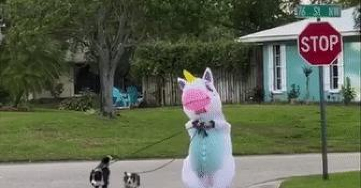 Clip Eva - Cười ngất với màn hóa trang dắt chó đi dạo trong đại dịch Covid-19