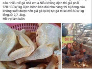 Tin tức - Ở nhà phòng dịch Covid-19, chị em tranh thủ "giải cứu" hàng tạ gà, vịt trên chợ online