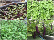 Nhà đẹp - Các loại rau quả đón hè nên trồng trong tháng 4, trời vừa hửng nắng đã có rau ăn