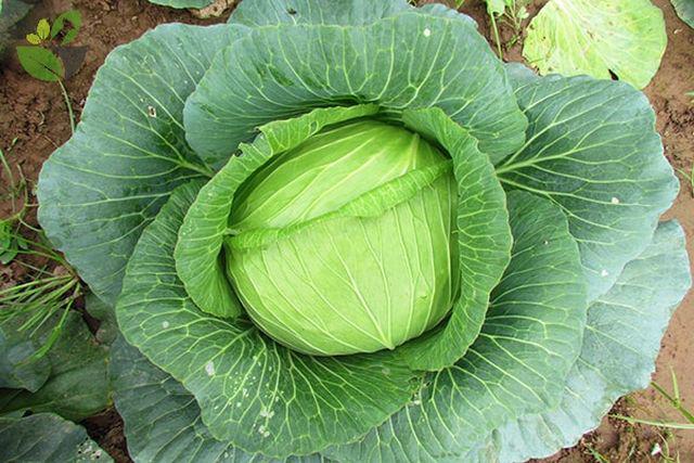 4 loại thực phẩm “rẻ tiền” giúp làm sạch mạch máu, bảo vệ tim mạch và ngừa đột quỵ - 3