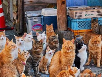 10 điểm đến mà tất cả những người yêu mèo muốn xách ba lô lên và đi ngay lập tức