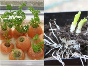 Nhà đẹp - Những loại rau củ trồng từ gốc bỏ đi, lớn nhanh vùn vụt, ăn cả năm chả hết