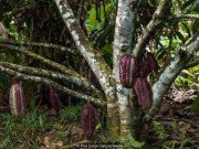 Xem ăn chơi - Cận cảnh cây cacao cổ nhất hành tinh