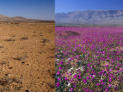 Clip Eva - Sa mạc khổng lồ biến thành cánh đồng hoa rộng lớn