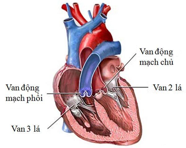 Hở van tim: Nguyên nhân, triệu chứng và cách chữa trị - 2