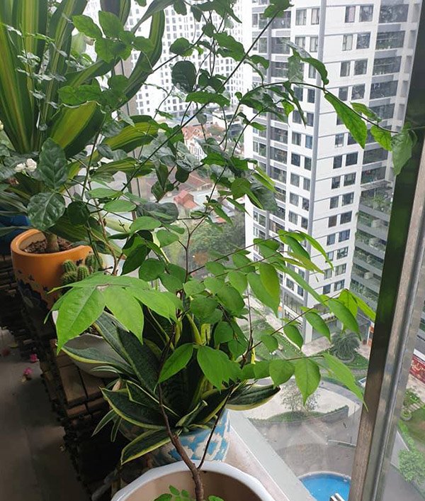 Nghỉ phòng dịch, 5 mặt hàng bắt đúng trend amp;#34;hốt bạcamp;#34;, ngồi nhà amp;#34;đếm tiềnamp;#34; mỏi tay - 2