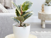 Nhà đẹp - Cây đa búp đỏ là máy lọc không khí tự nhiên, dân văn phòng chưa có phải mua ngay