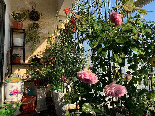 Nghỉ phòng dịch, 5 mặt hàng bắt đúng trend amp;#34;hốt bạcamp;#34;, ngồi nhà amp;#34;đếm tiềnamp;#34; mỏi tay - 1