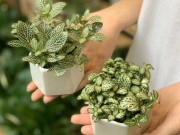 Nhà đẹp - Ý nghĩa phong thủy và cách chăm sóc cây cẩm nhung cho người bận rộn