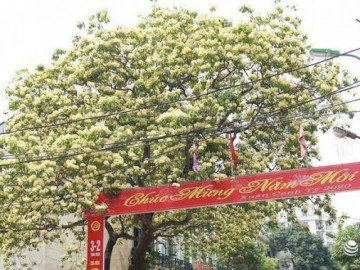 Tận mục sở thị cây hoa bún hàng trăm năm tuổi, nở hoa vàng rực một góc trời Hà Nội
