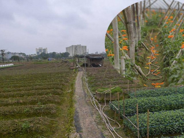 Hà Nội: Xót xa cảnh nông dân trồng hoa bỏ ruộng hoang chờ qua dịch Covid-19