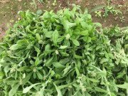 Ngon-bổ-rẻ - Thứ rau mọc dại bỗng đắt hàng vì chị em đua nhau mua, trổ tài làm bánh