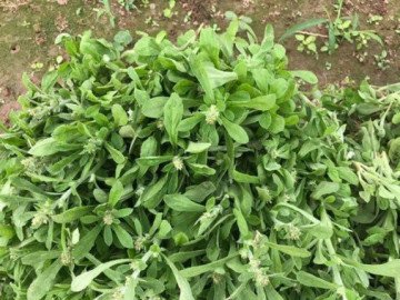 Thứ rau mọc dại bỗng đắt hàng vì chị em đua nhau mua, trổ tài làm bánh