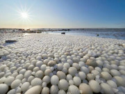 Xem ăn chơi - Người Phần Lan phấn khích khi chứng kiến hiện tượng thiên nhiên hiếm gặp này