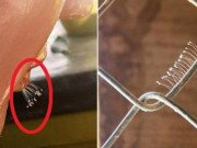 Xem ăn chơi - Sự thật không ngờ về hoa ưu đàm 3000 năm nở 1 lần mà lại mọc "nhan nhản" khắp nơi