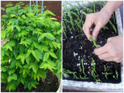 Nhà đẹp - Những loại rau giâm cành lớn nhanh như thổi, 1 tháng sau cả nhà ăn không hết
