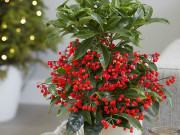 Nhà đẹp - Cây hạnh phúc giúp tăng vận khí, người mệnh Kim nhất định phải có trong nhà