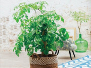 Nhà đẹp - Cây kim ngân lượng có độc không, tuổi nào nên trồng cây kim ngân lượng trong nhà?