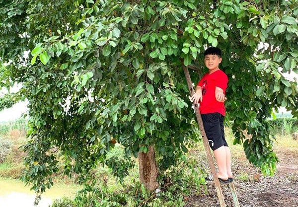 Nghỉ dịch dài ngày, Lê Phương dẫn cả gia đình về Tây Ninh trồng cây, hái quả