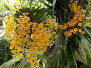 Nhà đẹp - Cách chăm sóc cây lan vảy rồng, không phải chuyên gia vẫn cho hoa từng chùm