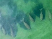 Clip Eva - Ngạc nhiên xem cả đàn bò biển đổ bộ vào khu du lịch Thái Lan