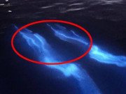 Xem ăn chơi - Cá heo phát sáng dưới biển