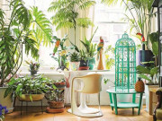 Nhà đẹp - 7 loại cây trồng trong nhà không cần ánh sáng mà vẫn khỏe mạnh, tươi tốt
