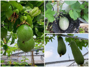 Nhà đẹp - "Nông trại" trên sân thượng trồng đủ loại rau xanh, quả ngọt của nữ giáo viên Đà Nẵng