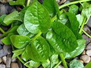 Bếp Eva - Những sai lầm nguy hiểm khi ăn rau mồng tơi mà ai cũng có thể mắc phải