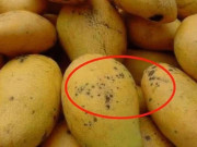 Bếp Eva - Đốm đen trên quả xoài to hay nhỏ thì ăn được và sự thật người mua giờ mới biết