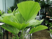 Nhà đẹp - Cách chăm sóc cây cọ Nhật, khô héo bao ngày bỗng tươi tốt trở lại