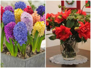 Nhà đẹp - 5 loại cây, hoa "phá tan" phong thủy, gia chủ chớ dại đặt trong nhà