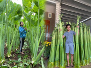 Xem ăn chơi - Lạc vào khu vườn dọc mùng "siêu to khổng lồ" cao hơn đầu người
