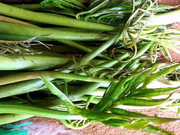 5 loại rau mọc hoang đầy đường ở Việt Nam, nay dân đem về trồng hái amp;#34;núi tiềnamp;#34; - 10