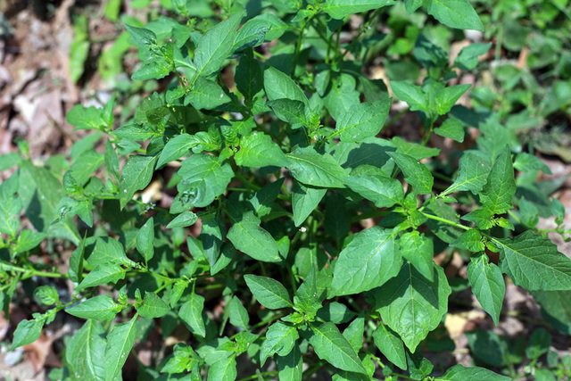 5 loại rau mọc hoang đầy đường ở Việt Nam, nay dân đem về trồng hái amp;#34;núi tiềnamp;#34; - 12