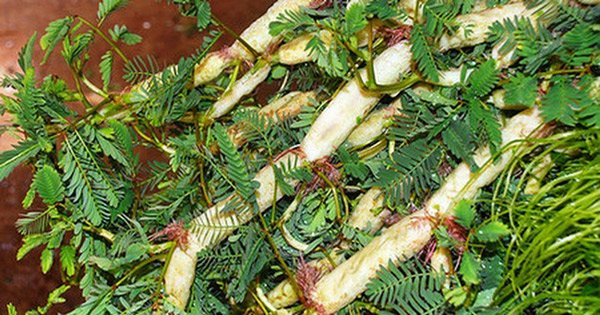 5 loại rau mọc hoang đầy đường ở Việt Nam, nay dân đem về trồng hái amp;#34;núi tiềnamp;#34; - 2