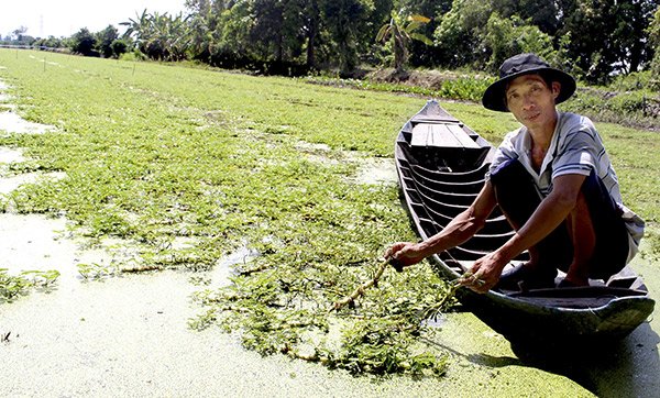 5 loại rau mọc hoang đầy đường ở Việt Nam, nay dân đem về trồng hái amp;#34;núi tiềnamp;#34; - 3
