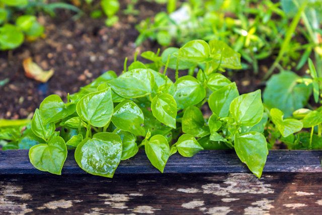 5 loại rau mọc hoang đầy đường ở Việt Nam, nay dân đem về trồng hái amp;#34;núi tiềnamp;#34; - 4