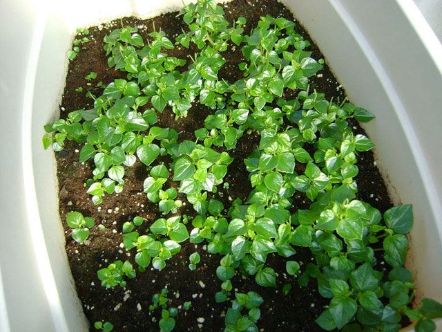 5 loại rau mọc hoang đầy đường ở Việt Nam, nay dân đem về trồng hái amp;#34;núi tiềnamp;#34; - 5